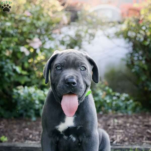 Freddie, Cane Corso Puppy